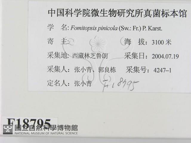 松生擬層孔菌藏品圖，第2張