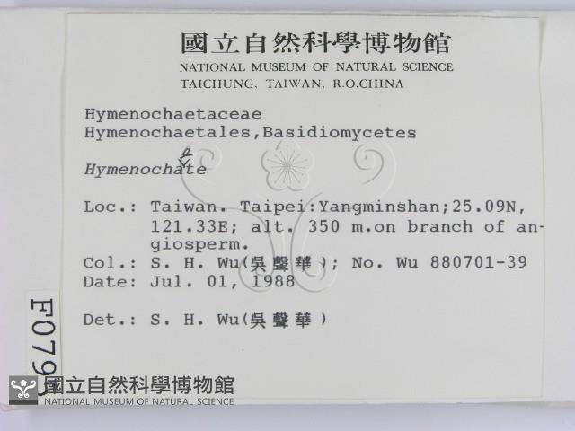 刺革菌屬藏品圖，第2張