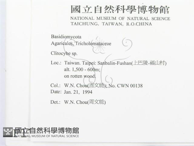 杯傘屬藏品圖，第2張