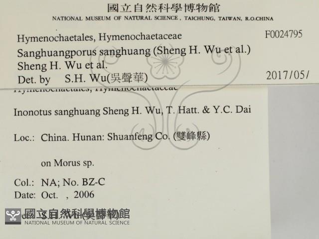 桑黃藏品圖，第2張