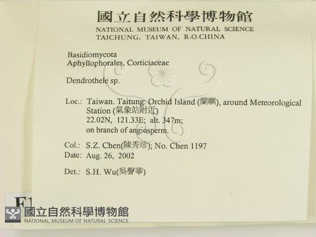 樹狀皮革菌屬藏品圖，第2張