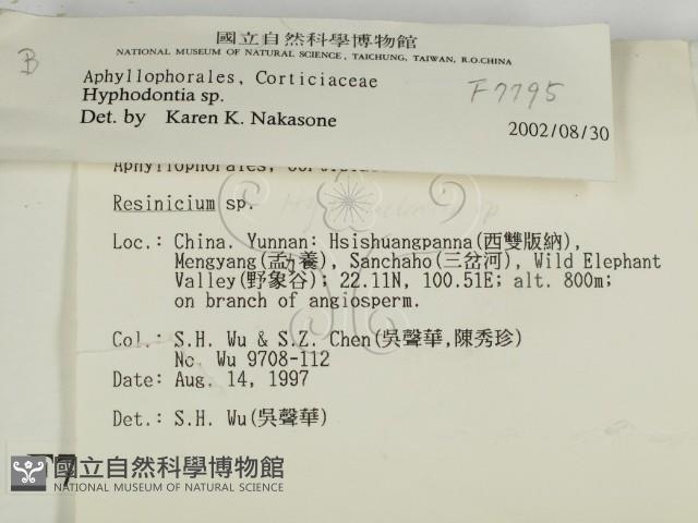 絲齒菌屬藏品圖，第2張