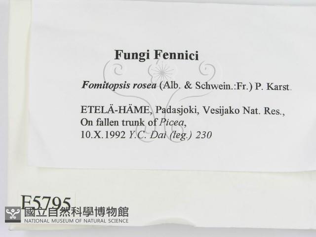 登錄號:F0005795藏品圖，第2張