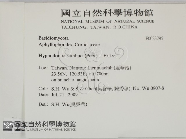 冇骨消絲齒菌藏品圖，第2張
