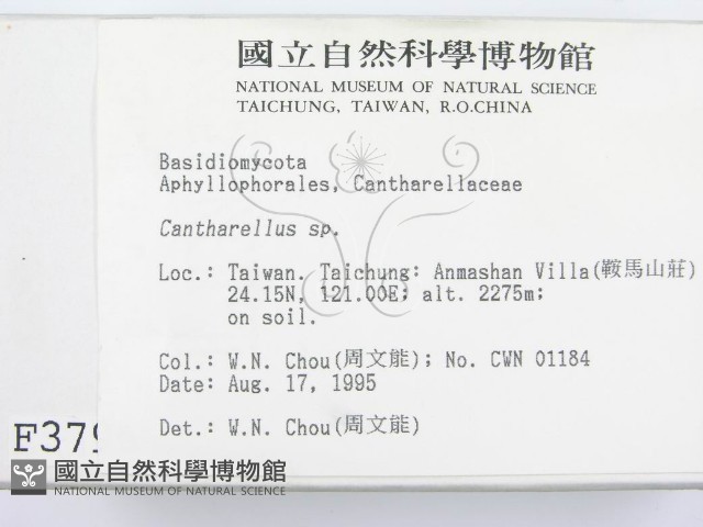 雞油菌屬藏品圖，第2張