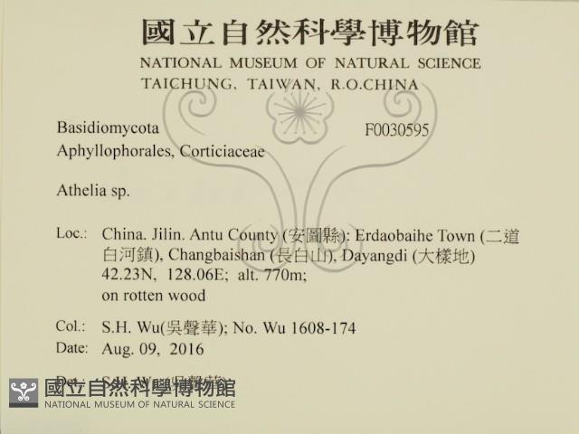 阿太菌屬藏品圖，第2張