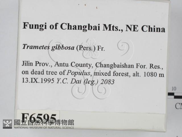 偏腫栓菌藏品圖，第2張