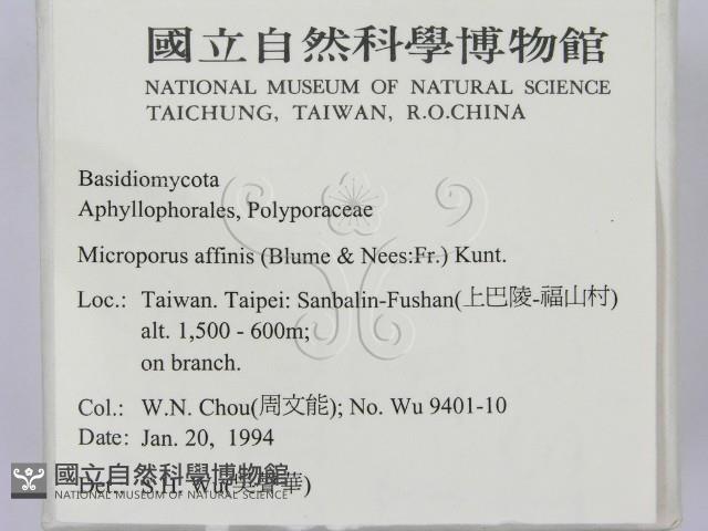 相鄰小孔菌藏品圖，第2張