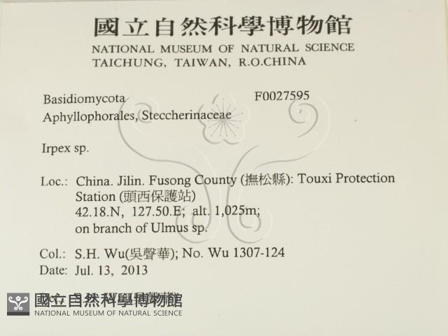 耙菌屬藏品圖，第2張