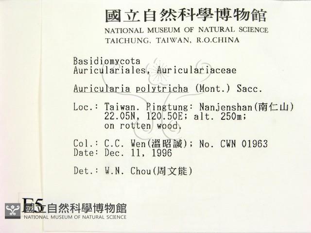 毛木耳藏品圖，第2張