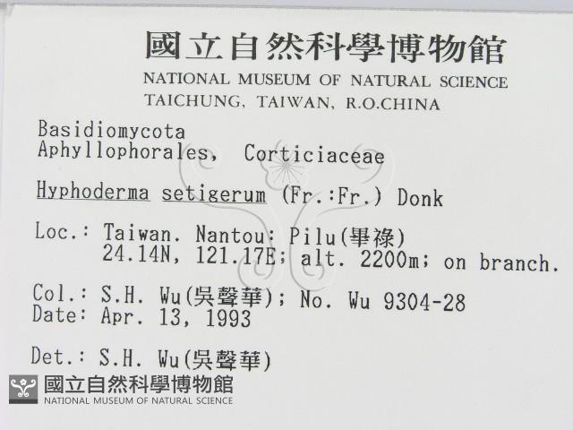 剛毛絲皮菌藏品圖，第2張