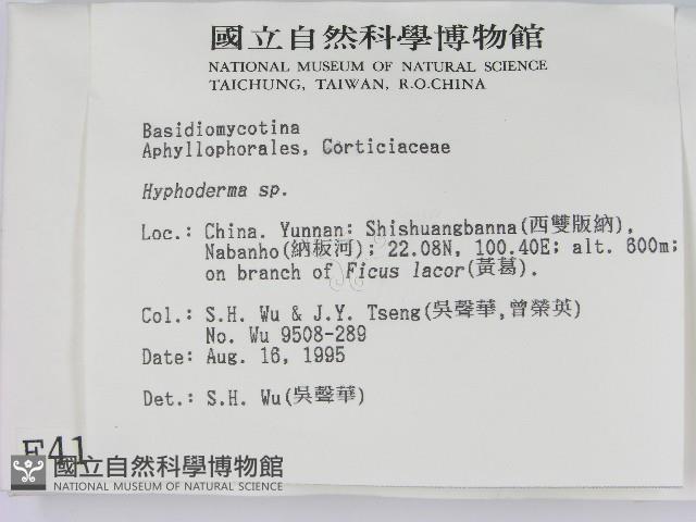 絲皮菌屬藏品圖，第2張