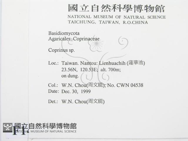 鬼傘屬藏品圖，第2張