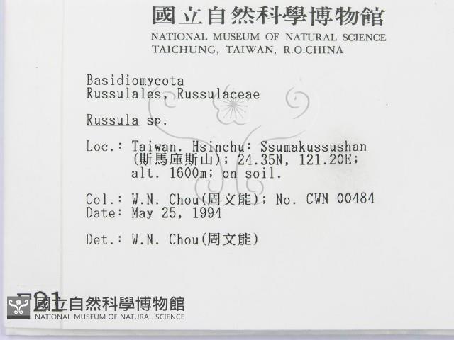 紅菇屬藏品圖，第2張