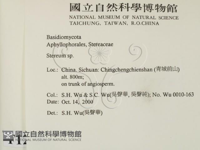 韌革菌屬藏品圖，第2張