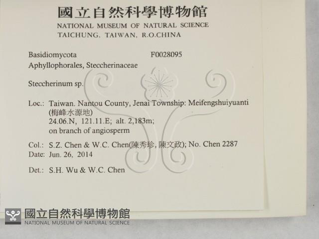 齒耳菌屬藏品圖，第2張