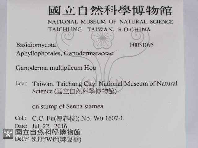 重傘靈芝藏品圖，第2張