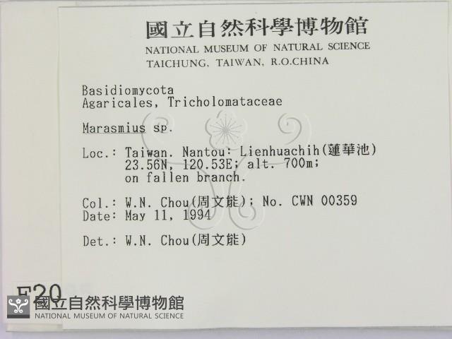 小皮傘屬藏品圖，第2張