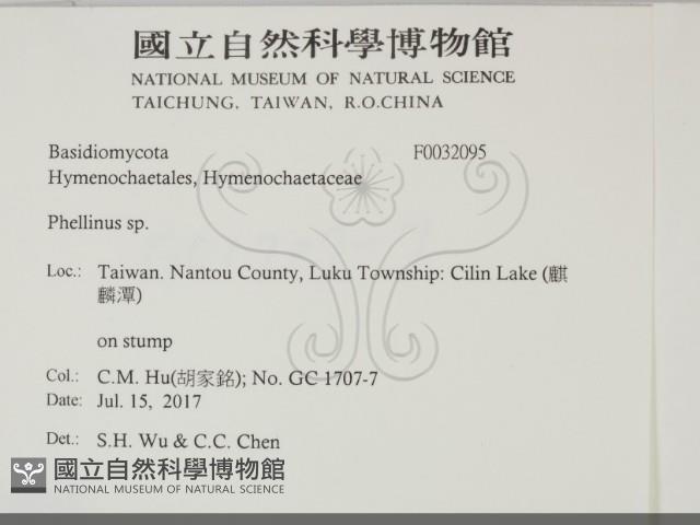 木層孔菌屬藏品圖，第2張