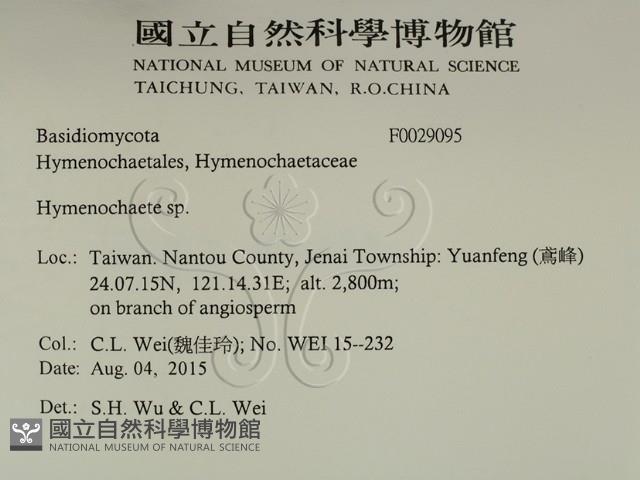 刺革菌屬藏品圖，第2張