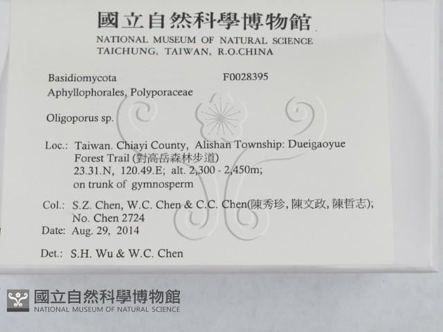 寡孔菌屬藏品圖，第2張