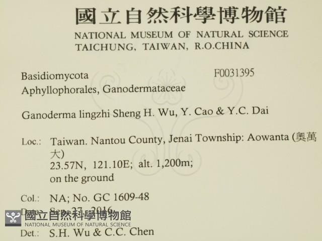 赤芝藏品圖，第2張