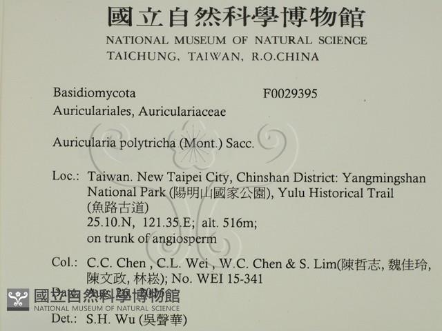 毛木耳藏品圖，第2張