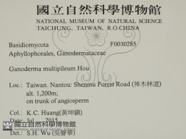 重傘靈芝藏品圖，第2張