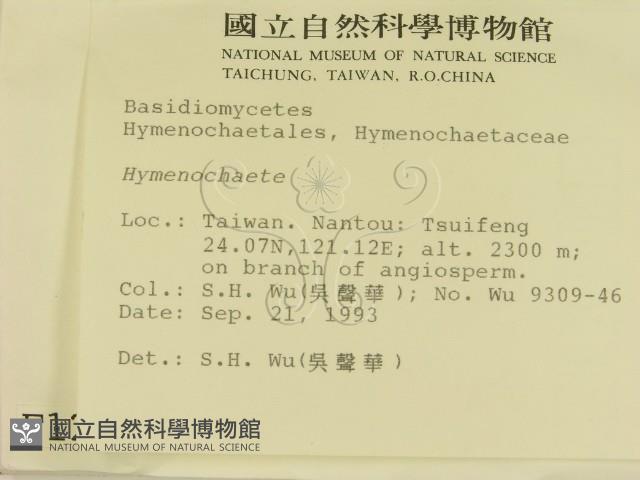 刺革菌屬藏品圖，第2張