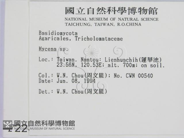 小菇屬藏品圖，第2張