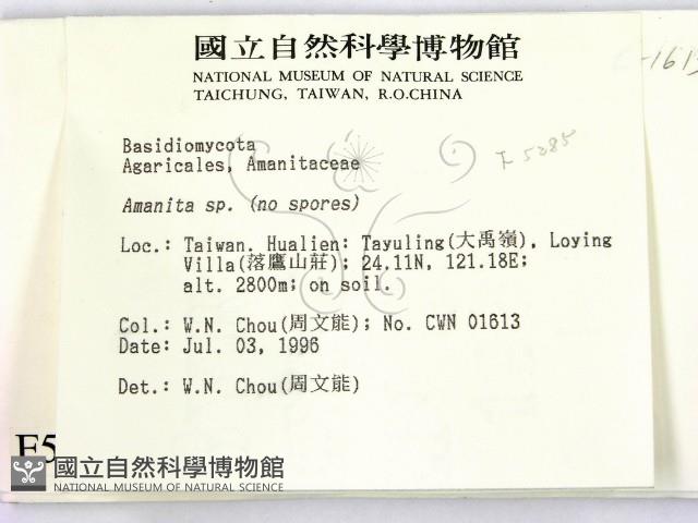 鵝膏屬藏品圖，第2張