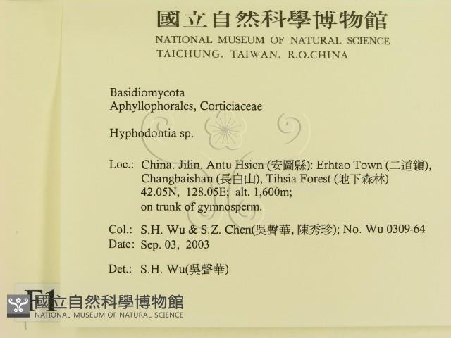 絲齒菌屬藏品圖，第2張