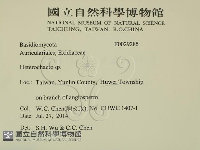 刺皮菌屬藏品圖，第2張