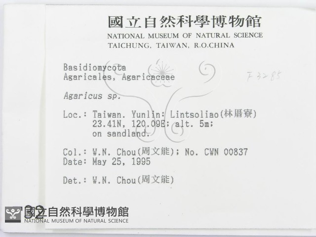 傘菌屬藏品圖，第2張