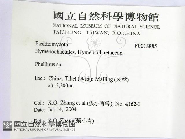 木層孔菌屬藏品圖，第2張
