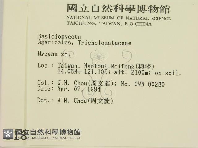 小菇屬藏品圖，第2張