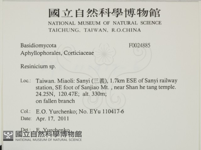 樹脂殼菌屬藏品圖，第2張