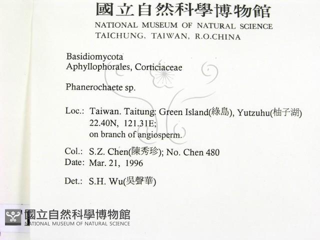 顯絲菌屬藏品圖，第2張