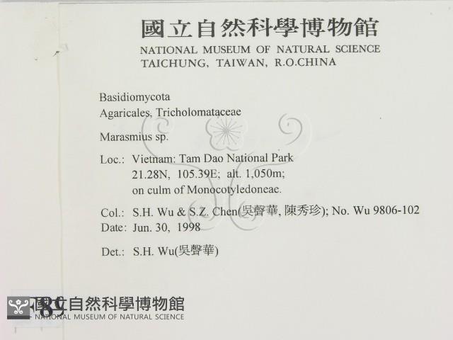 小皮傘屬藏品圖，第2張