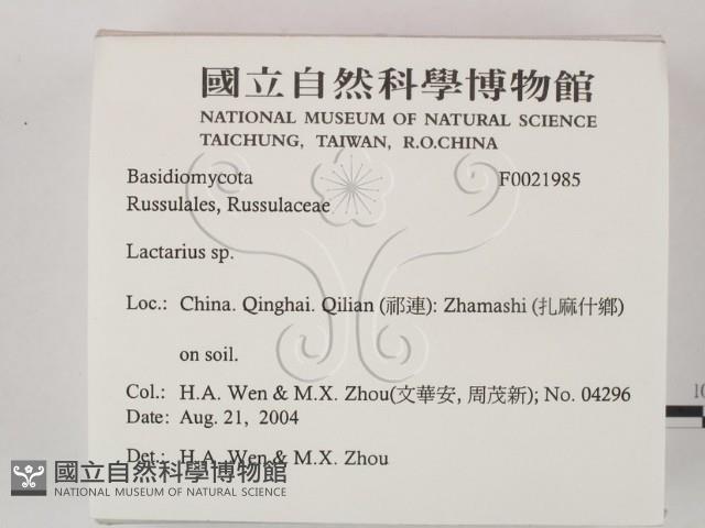 乳菇屬藏品圖，第2張