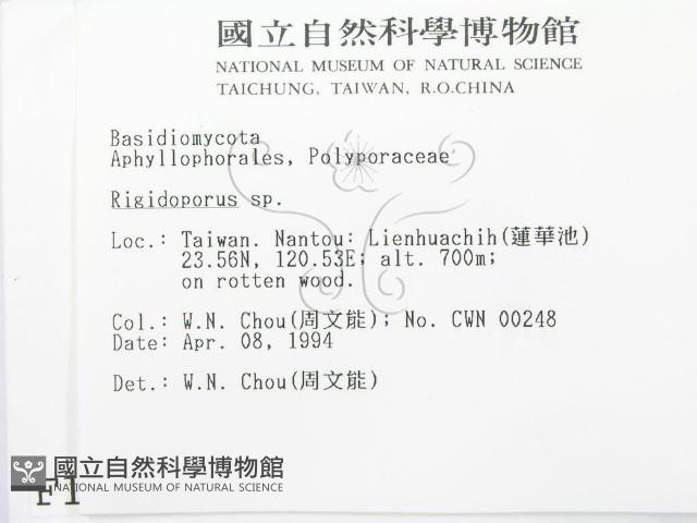 硬孔菌屬藏品圖，第2張