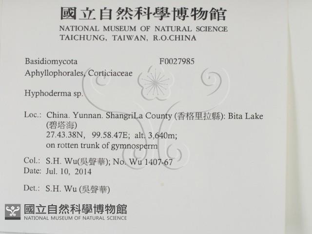 絲皮菌屬藏品圖，第2張