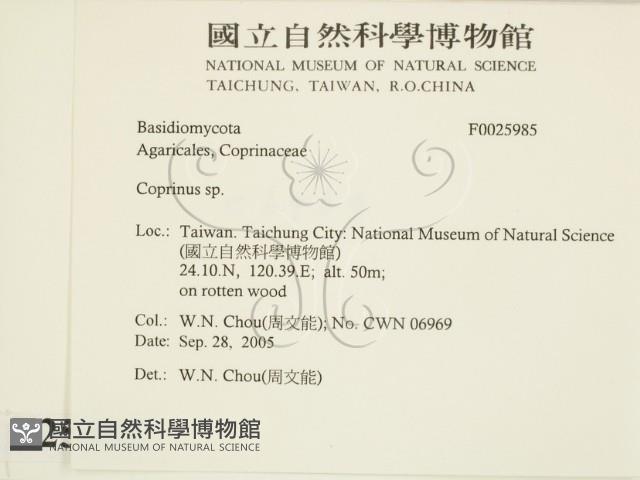 鬼傘屬藏品圖，第2張