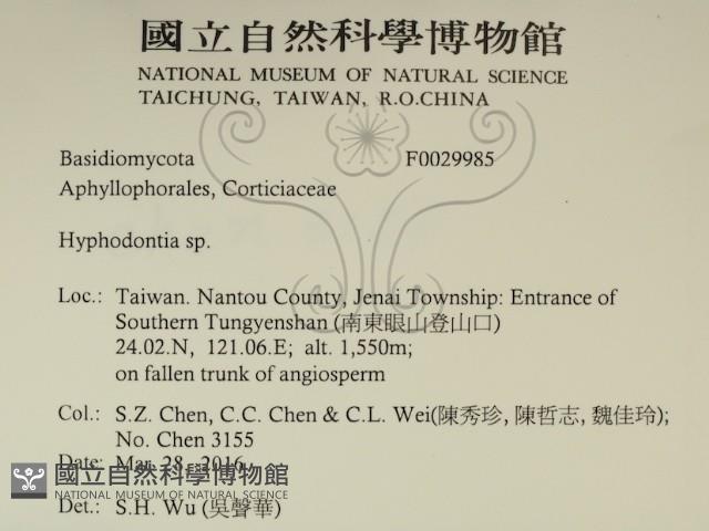 絲齒菌屬藏品圖，第2張