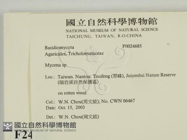 小菇屬藏品圖，第2張