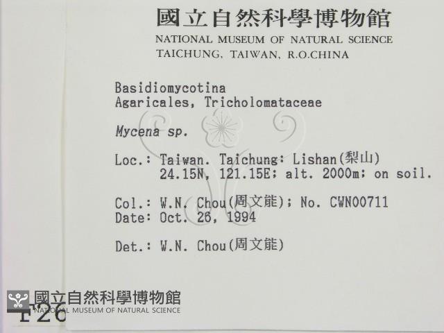 小菇屬藏品圖，第2張