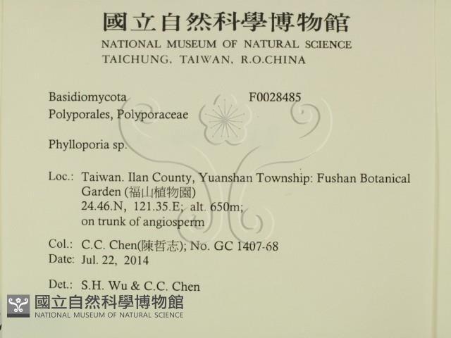 葉孔菌屬藏品圖，第2張