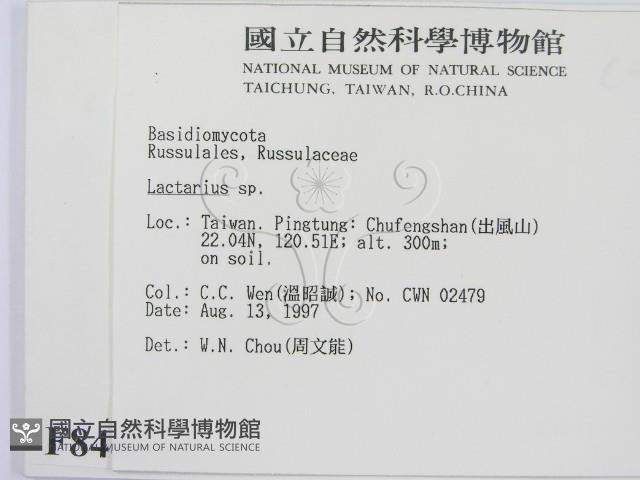 乳菇屬藏品圖，第2張