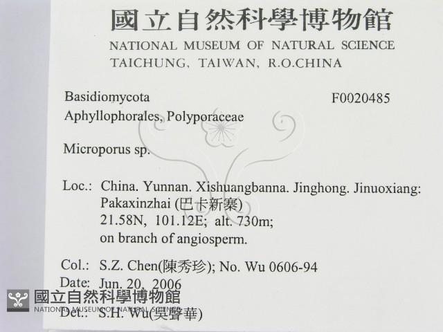 小孔菌屬藏品圖，第2張
