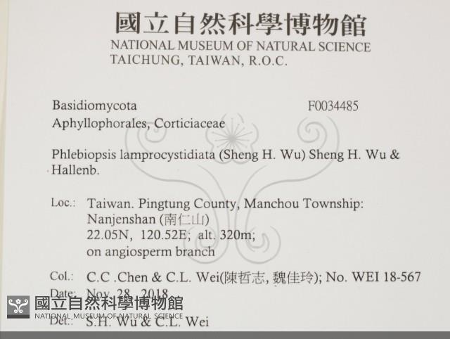 燈籠囊擬射脈菌藏品圖，第2張